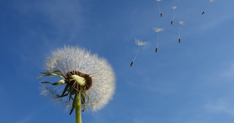Recettes végétales inspirées par la nature : 15 idées qui vont vous surprendre